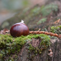 2016-12 France/Rumilly/DSC_0043.JPG